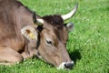 Two brown dairy cows with horns lie on a flower meadow with the blue sky in the background Royalty Free Stock Photo