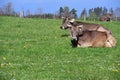 Two brown dairy cows with horns lie on a flower meadow with the blue sky in the background Royalty Free Stock Photo