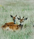 Two brown deer in the long grass Royalty Free Stock Photo