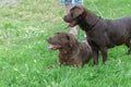 Two brown dogs on green grass. A male and female chocolate Labra