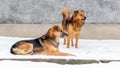 Two brown dogs guard the farm in the snow in winter