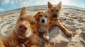 Two Brown Dogs Resting on Sandy Beach