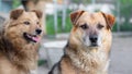 Two brown dogs ones watch over the household with a careful look