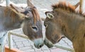 Two brown donkeys face to face, head touching head seems to show love and affection