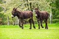 Two brown donkeys in Spring meadow in Czech republic