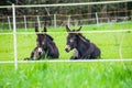 Two brown donkeys in Spring meadow in Czech republic