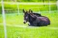 Two brown donkeys in Spring meadow in Czech republic Royalty Free Stock Photo