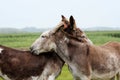 Two brown donkeys stand in a lush green field.