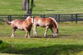 Two brown draft horses on farm land Royalty Free Stock Photo