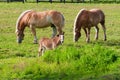 Two brown draft horses and a miniature horse on farm land Royalty Free Stock Photo