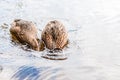 Two brown ducks, ducklings diving to catch the food in lake near the beach, feeding time. Water birds species in the waterfowl Royalty Free Stock Photo