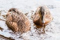 Two brown ducks, ducklings diving to catch the food in lake near the beach, feeding time. Water birds species in the waterfowl