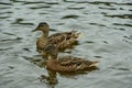 Two brown ducks or quacks swim across a calm lake. Moving in one direction