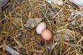 Two brown eggs on a hay nest. 100% organic chicken eggs at a farm house. Poultry eggs in countryside Royalty Free Stock Photo