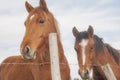 Two brown farm horses