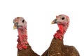 two brown female turkey isolated on white Royalty Free Stock Photo