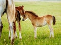Two brown foals graze in the pasture. In the summer day Royalty Free Stock Photo