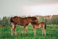 Two foals graze in the pasture. In the summer afternoon among dandelions Royalty Free Stock Photo