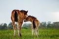 Two foals graze in the pasture. In the summer afternoon among dandelions Royalty Free Stock Photo