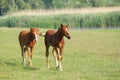 Two brown foals running Royalty Free Stock Photo