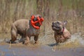 Two brown French Bulldog dogs having fun together playing fetch with a red anchor shaped dog toy together in puddle Royalty Free Stock Photo