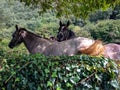 Two brown funny horses under the tree
