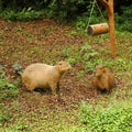 Two furry capibaras in safari