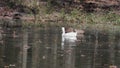 Two Brown Geese and Duck in the lake