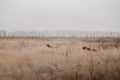 Two brown german shorthaired pointer dogs working in the field Royalty Free Stock Photo