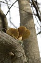 Two brown gilled mushrooms on a tree branch from below