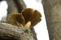 Two brown gilled mushrooms on a tree branch