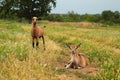 Two brown goats on summer meadow with copy space Royalty Free Stock Photo