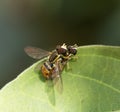 Two Mating American Hover Flies