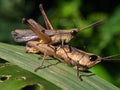 Two Brown grasshoper on green leaf Royalty Free Stock Photo