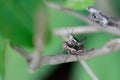 Brown Grasshoppers Mating on Branch