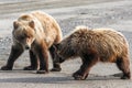 Two Brown Grizzly Bear Cubs Playing on Beach Royalty Free Stock Photo