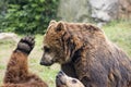 Two brown grizzly bears while fighting Royalty Free Stock Photo