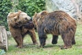 Two brown grizzly bears while fighting Royalty Free Stock Photo