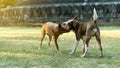 Two brown-haired dogs were playing and having fun