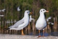 Two brown-headed seagulls Royalty Free Stock Photo