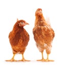 Two brown hens isolated Royalty Free Stock Photo