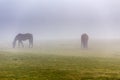 Two brown horse in enclosure Royalty Free Stock Photo