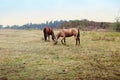 Two brown horse on farm Royalty Free Stock Photo