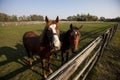 Two brown horse in the ranch Royalty Free Stock Photo