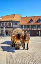 Two brown horses with a carriage driving tourists. Center of the city Wernigerode. Saxony-Anhalt, Germany