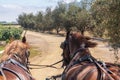 Horses Charriot in Vineyard Chile