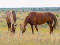 Two brown horses Royalty Free Stock Photo