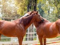 Two brown horses embracing with their heads with love in friendship. A cute happy couple horse in the outdoor sand paddock. Royalty Free Stock Photo