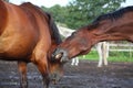 Two brown horses fighting in the herd Royalty Free Stock Photo