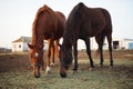 Two brown horses graze and eat grass on a farm Royalty Free Stock Photo